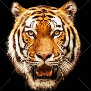 Meet your Posher, Nadiya